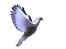 Dove Flying